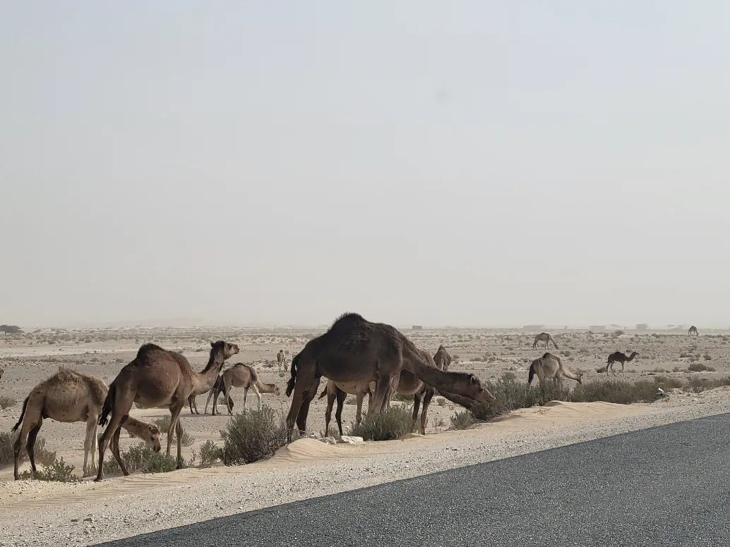 Mauritania - camels grazing in the desert