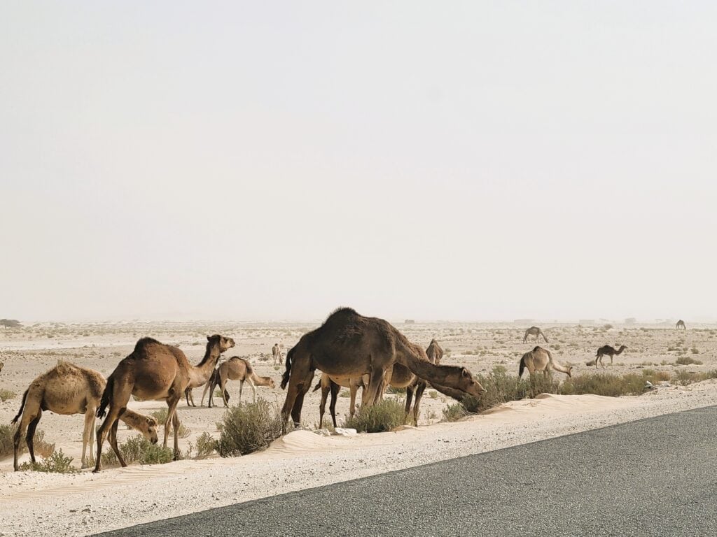 Mauritania – Camels thrive in the desert, roaming in vast numbers across the landscape