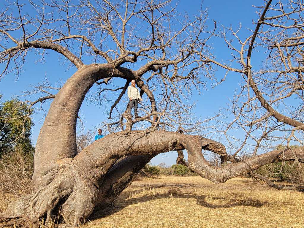 The Gambia River National Park - exploring the unique Baobab trees