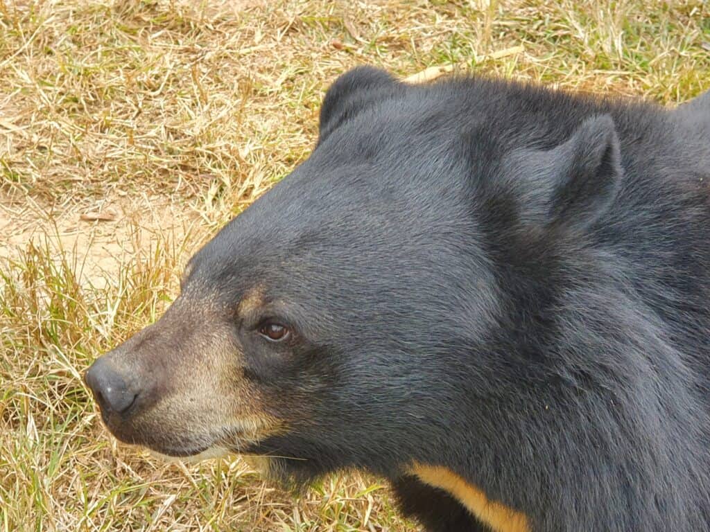 Laos - a Moon Bear at Freethebears.org Sanctuary near Luang Prabang