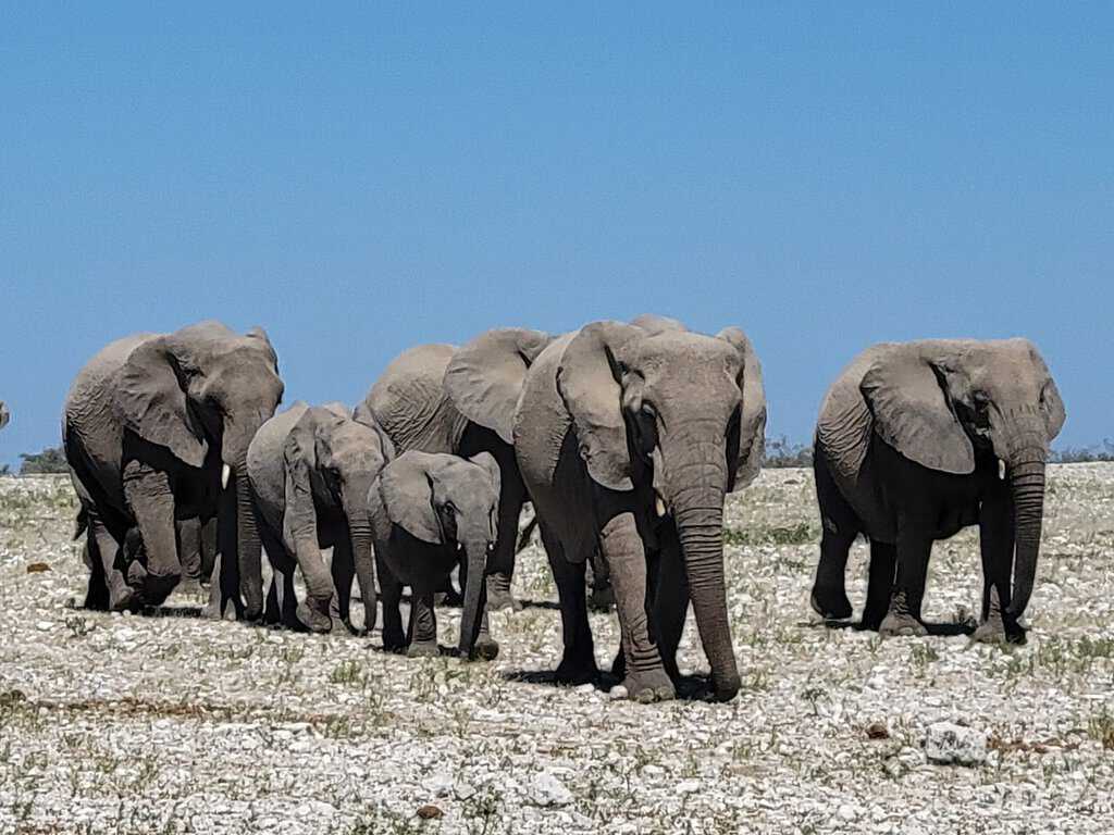 Namibia - Elephants in Etosha National Park