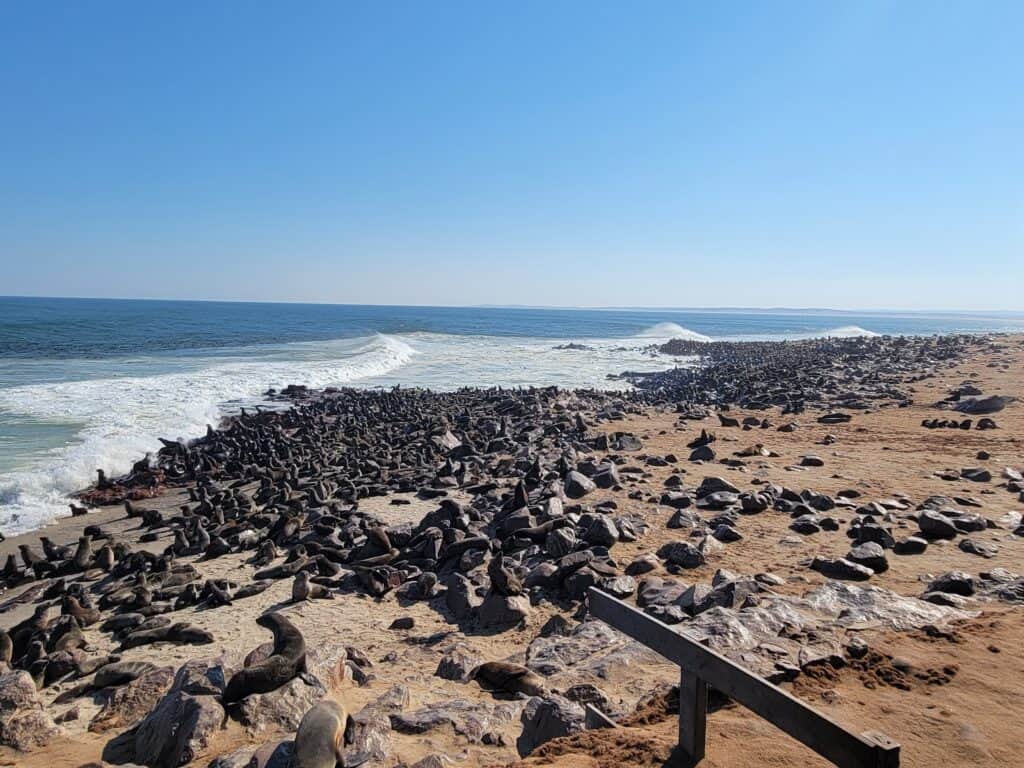 Namibia - seal colony at Cape Cross