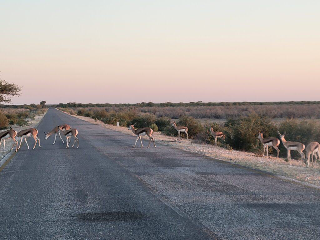 Namibia - wildlife roam freely