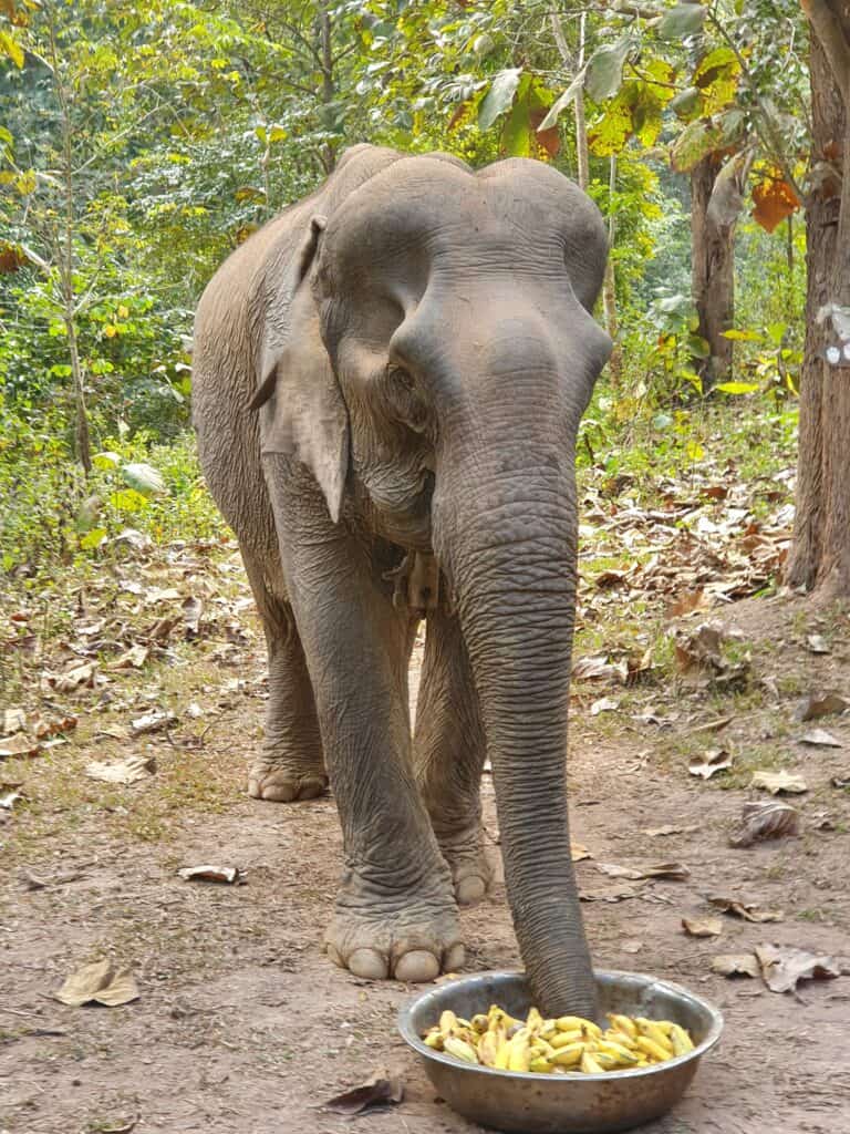 Laos - an elephant at Pak Beng Elephant Sanctuary