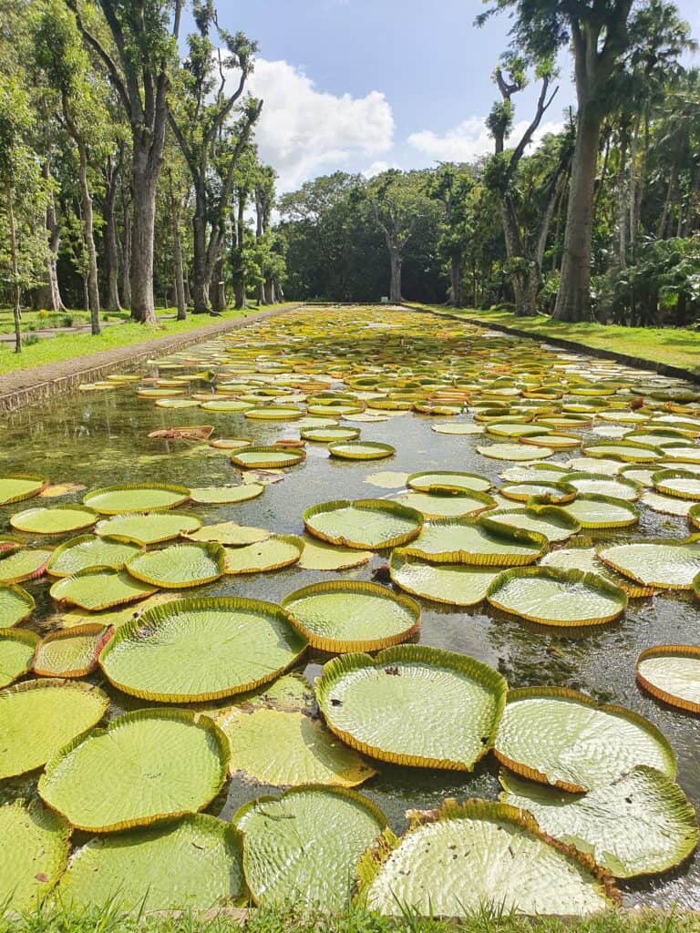 Mauritius - Pamplemousses Botanical Gardens