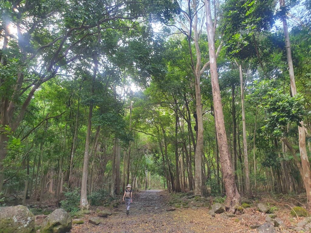 Mauritius - hiking in Black River Gorges National Park