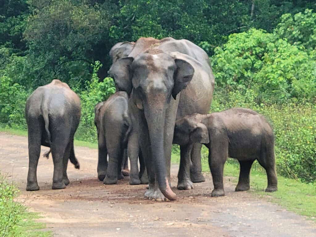 Sri Lanka - home to a vast array of wildlife