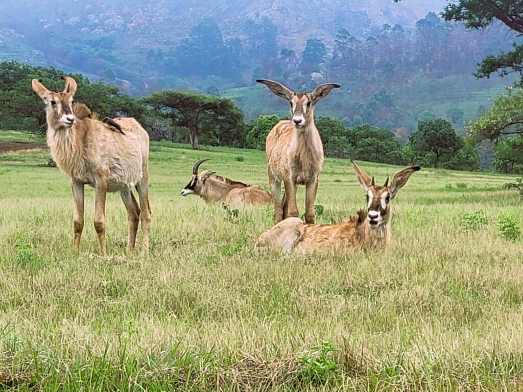 Eswatini - discover the serenity of Mlilwane Wildlife Sanctuary