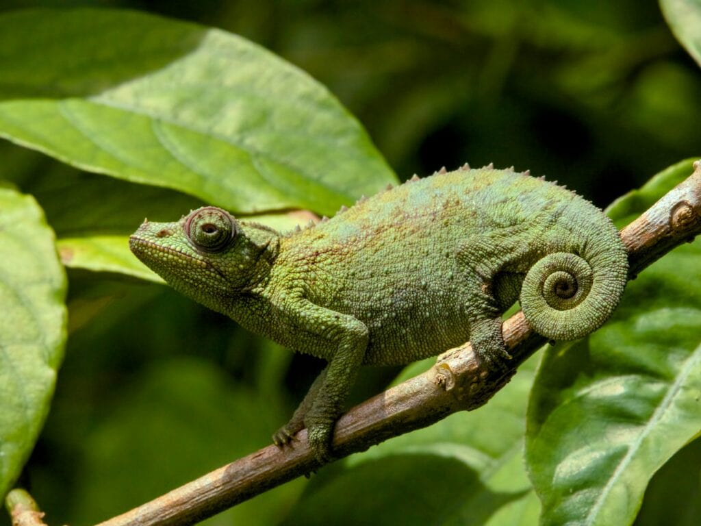 Madagascar – a chameleon is an amazing sight