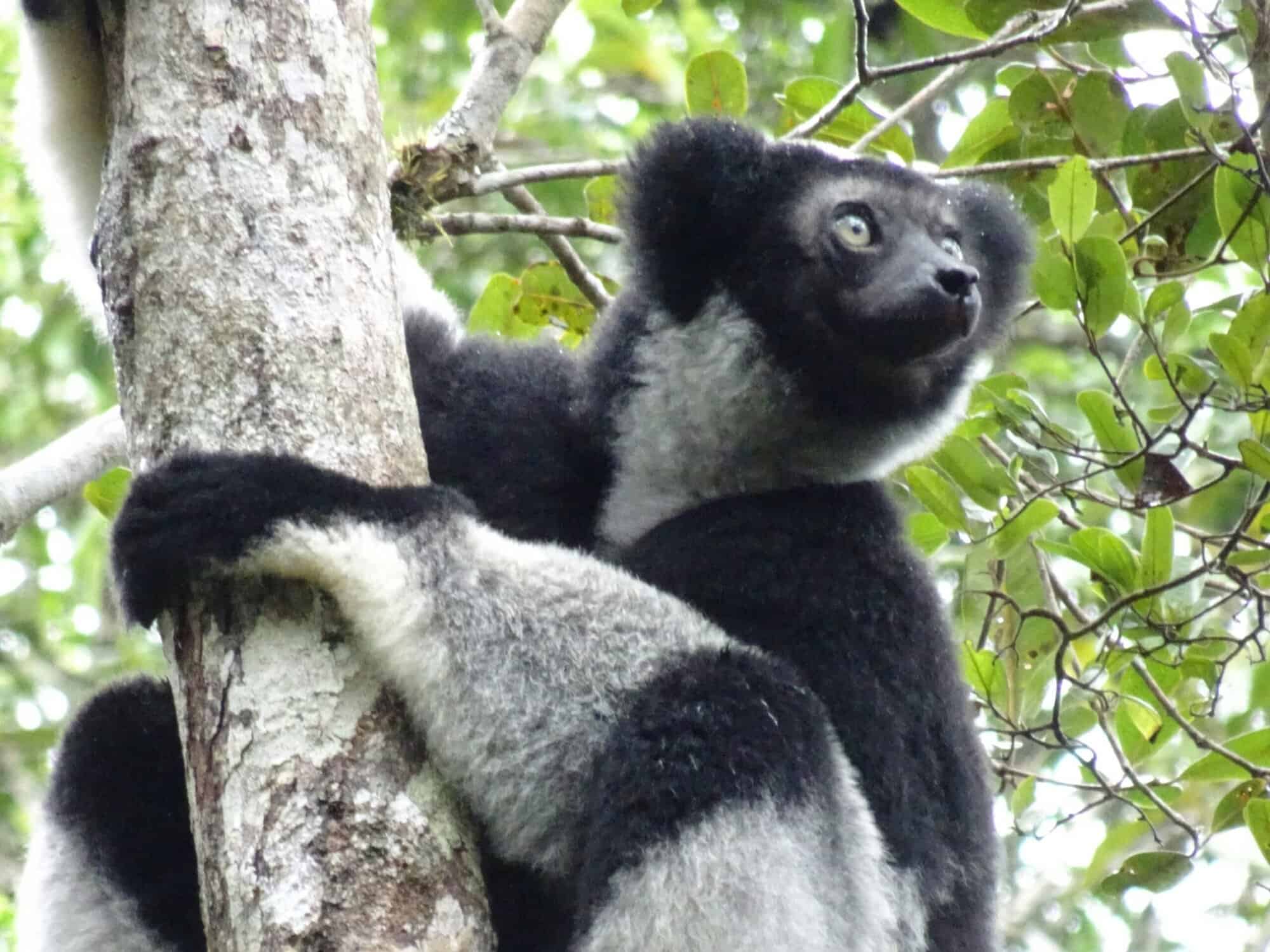 Madagascar - home to extraordinary wildlife found nowhere else on Earth