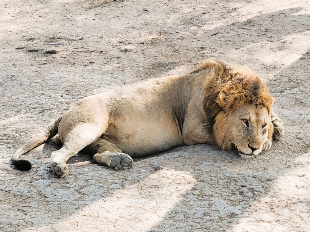 Tanzania - a lion rests in the Serengeti National Park