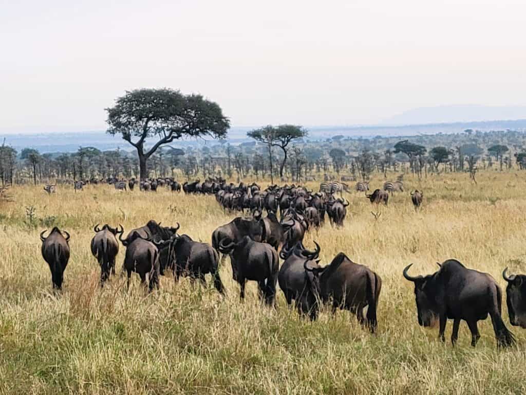 Tanzania - wildebeest on their epic Great Migration